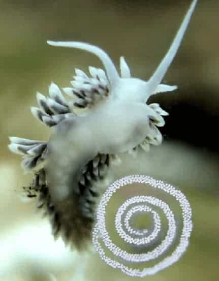 Berghia Nudibranch laying eggs