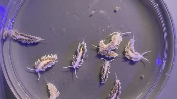 Berghia Nudibranch